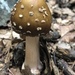 Brown American Star-footed Amanita - Photo (c) CDance, some rights reserved (CC BY-NC)