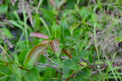 Salix pyrifolia