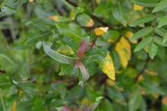 Salix pyrifolia