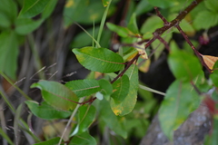 Salix pyrifolia