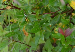 Salix pyrifolia