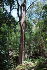 Angophora