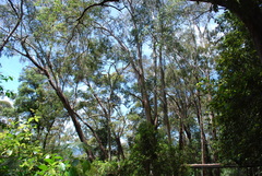 Angophora