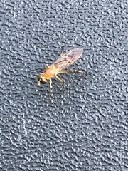 Ptecticus trivittatus