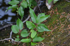 Salix pyrifolia