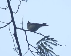 Rhynchocyclus olivaceus