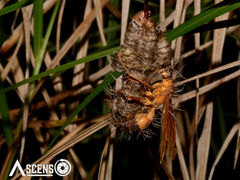 Ophiocordyceps humbertii