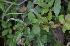 Salix pyrifolia