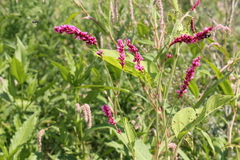 Persicaria orientalis