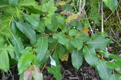 Salix pyrifolia