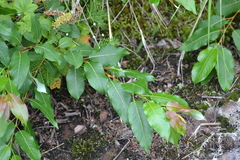 Salix pyrifolia
