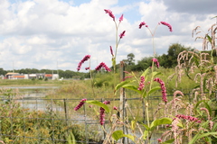 Persicaria orientalis