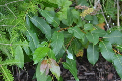 Salix pyrifolia