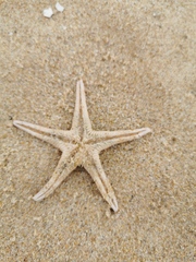 Astropecten aranciacus