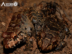 Leptodactylus paraensis