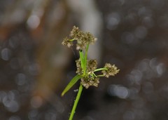 Scirpus pallidus