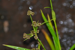 Scirpus pallidus