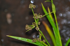 Scirpus pallidus