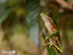 Pithecopus hypochondrialis