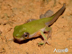 Pithecopus hypochondrialis