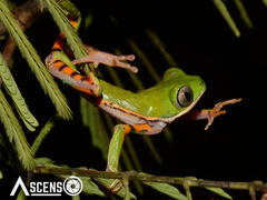 Pithecopus hypochondrialis