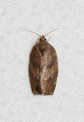 Argyrotaenia juglandana