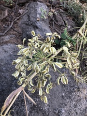Angelica lineariloba