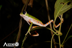 Pithecopus hypochondrialis