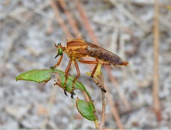 Diogmites crudelis