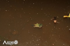 Pithecopus hypochondrialis