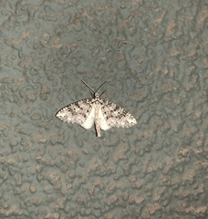 Hoplosauris granitata