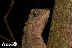 Uranoscodon superciliosus