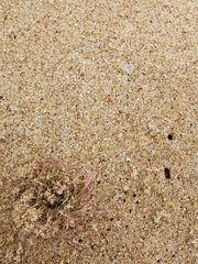 Psammechinus miliaris