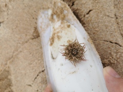 Psammechinus miliaris