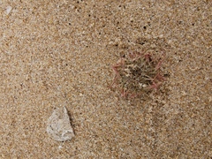 Psammechinus miliaris