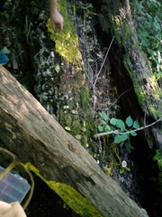 Physarum polycephalum