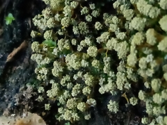 Physarum polycephalum
