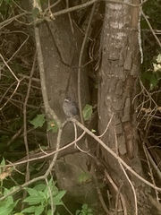 Dumetella carolinensis