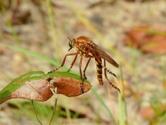 Diogmites crudelis