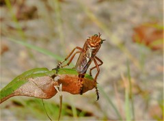 Diogmites crudelis