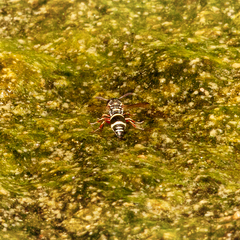 Parancistrocerus minimoferus