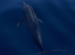 Steno bredanensis