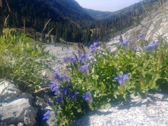 Gentiana plurisetosa