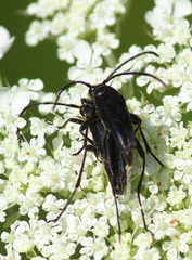 Typocerus lugubris