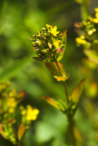 Spotted St. Johnswort (Hypericum punctatum)