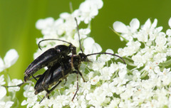 Typocerus lugubris