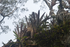 Aechmea zebrina
