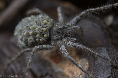 Lowrie's Thin-legged Wolf Spider