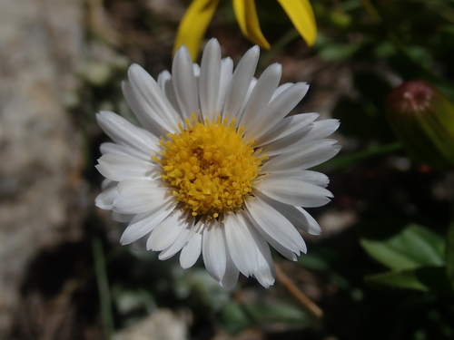Titcomb Basin Trail
