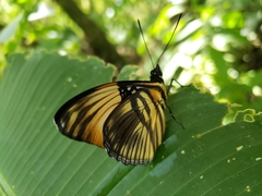 Adelpha melanthe